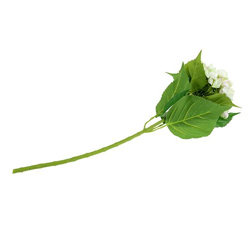 Hortensia blanc-vert 60cm | Floristik24.be