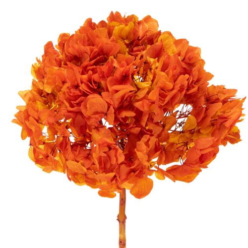 Hortensia stabilisé et teint, grande fleur à longue tige, 60 cm