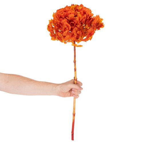 Hortensia stabilisé et teint, grande fleur à longue tige, 60 cm | Floristik24.be