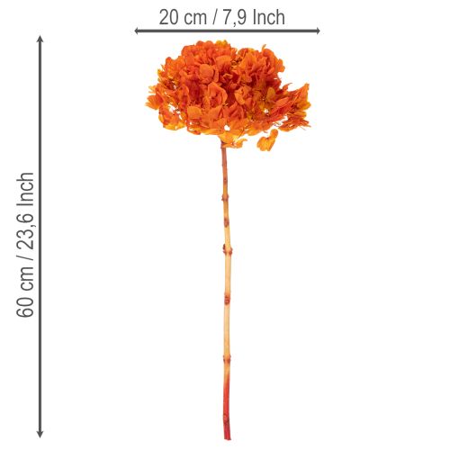 Hortensia stabilisé et teint, grande fleur à longue tige, 60 cm | Floristik24.be
