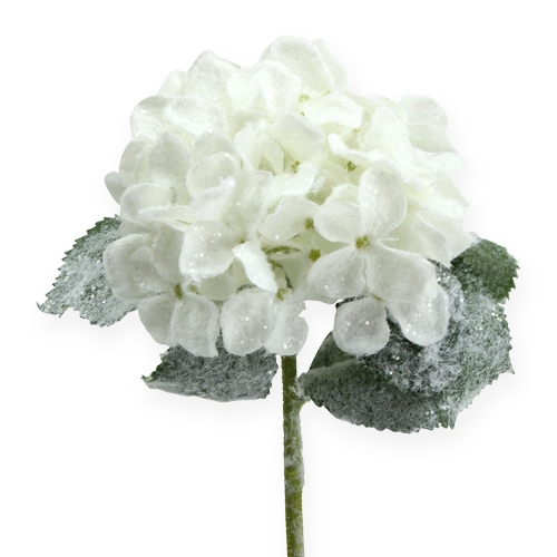 Floristik24 Hortensia blanc effet neige 25cm
