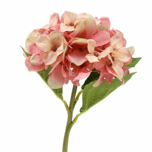 Floristik24 Hortensia beige/rose 35cm