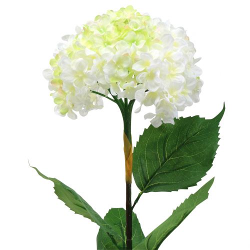 Hortensia blanc 80 cm