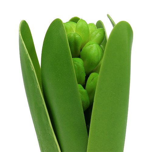 Floristik24 Jacinthe verte avec bulbe 15 cm 3 p.