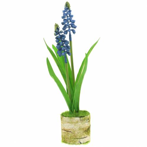 Floristik24 Jacinthe de raisin dans un pot en bouleau bleu 24cm