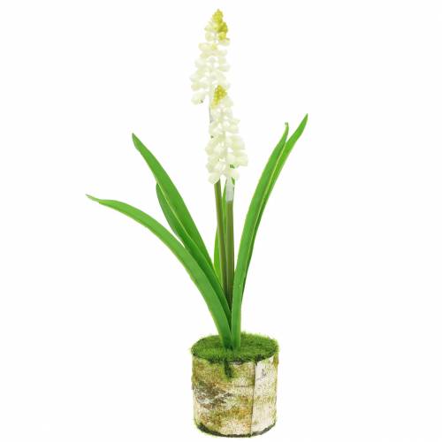 Floristik24 Jacinthe de raisin en pot de bouleau blanc 24cm