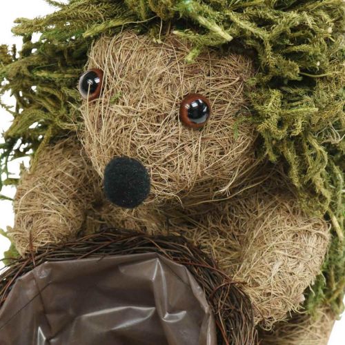 Floristik24 Hérisson avec panier vert, décoration automne à planter, panier plante déco H24cm Ø9.5cm