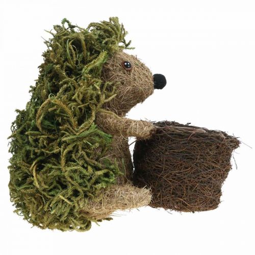 Floristik24 Hérisson avec panier vert, décoration automne à planter, panier plante déco H24cm Ø9.5cm