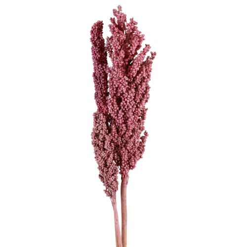 Floristik24 Fleurs séchées de maïs indien Maïs indien rose 75cm 3 pcs