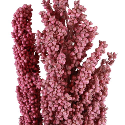 Floristik24 Fleurs séchées de maïs indien Maïs indien rose 75cm 3 pcs