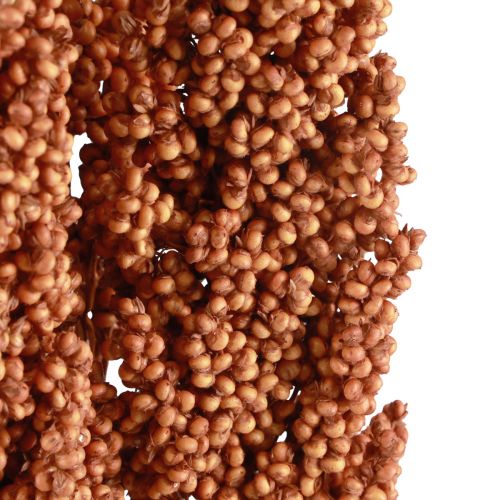 Floristik24 Maïs Indien Fleurs Séchées Maïs Indien Orange 72cm 3 pcs