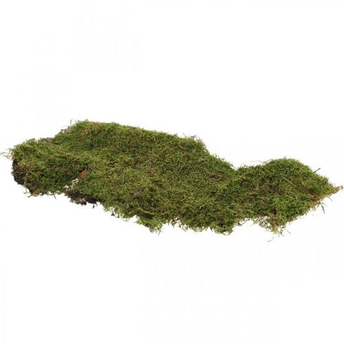 Article Mousse indienne forêt mousse verte naturelle 2kg