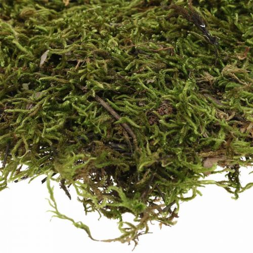 Article Mousse stabilisée indienne Mousse de forêt naturelle 2kg