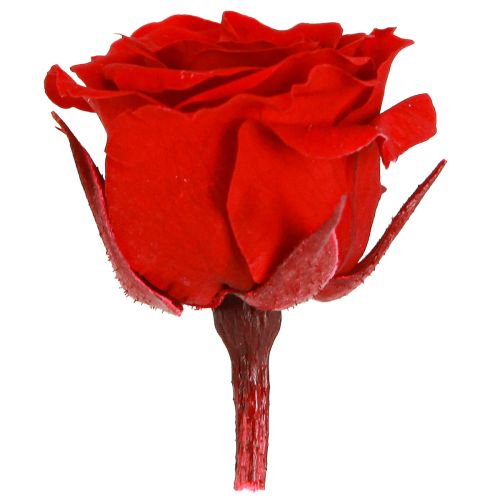 Floristik24 Infinity Roses Vraies Fleurs Mini Têtes de Roses Rouge Ø3cm 16 pcs