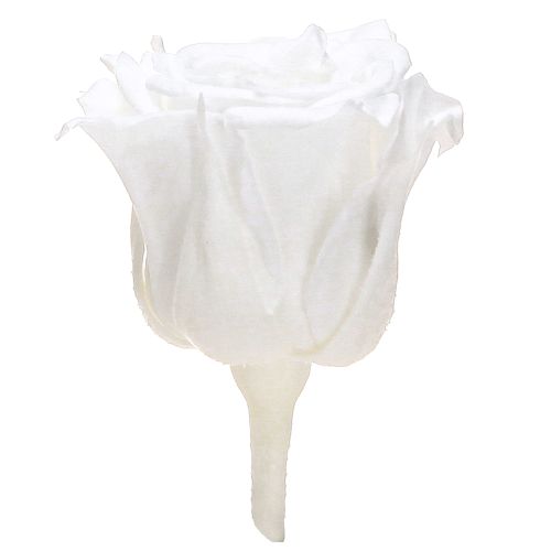 Floristik24 Infinity Roses Véritables Têtes de Roses Mini Roses Blanches Ø3cm 16 pcs