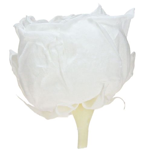 Floristik24 Infinity Roses Véritables Têtes de Roses Conservées Blanches Ø6cm 6 pcs