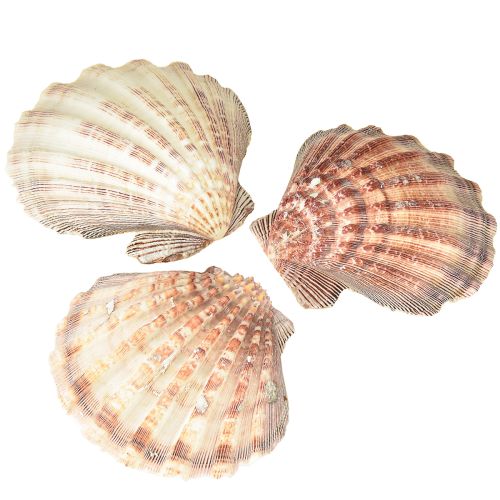 Coquilles Saint-Jacques véritables au naturel – flair maritime naturel 1 kg