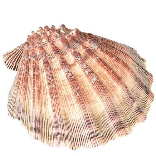 Article Coquilles Saint-Jacques véritables au naturel – flair maritime naturel 1 kg