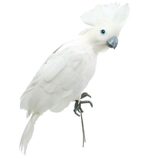 Floristik24 Cacatoès décoratif à plumes blanc L30cm