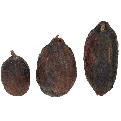 Article Fruits de cacao, naturels, 10-18 cm, 15 pièces