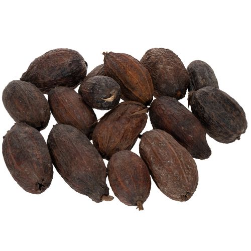 Article Fruits de cacao, naturels, 10-18 cm, 15 pièces