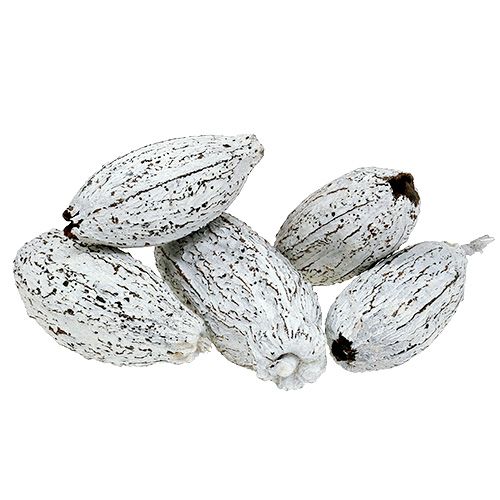 Floristik24 Fruits de cacao blanchis à la chaux 15pcs