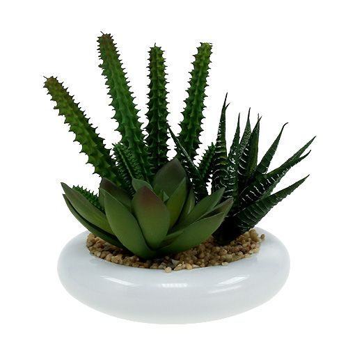 Floristik24 Cactus en pot Ø12cm 1 pièce