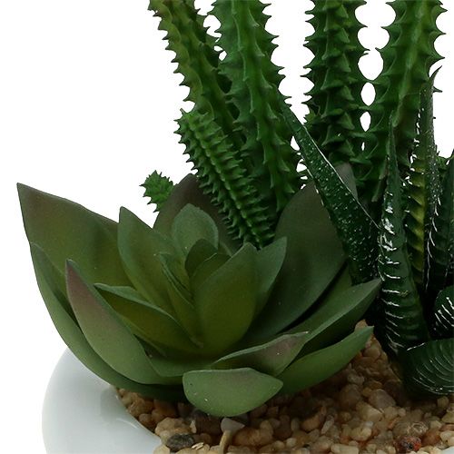 Floristik24 Cactus en pot Ø12cm 1 pièce