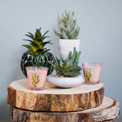 Floristik24 Cactus en pot Ø12cm 1 pièce