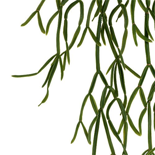 Floristik24 Cactus à suspendre 115cm Vert