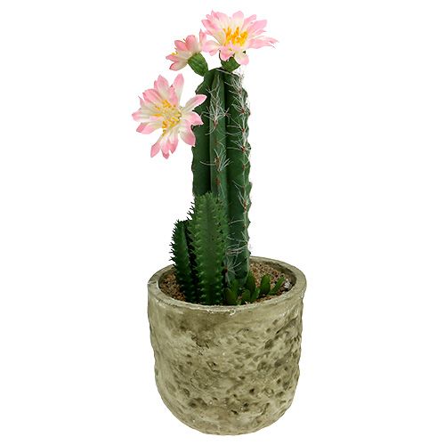 Floristik24 Cactus en pot avec fleur rose H. 21 cm