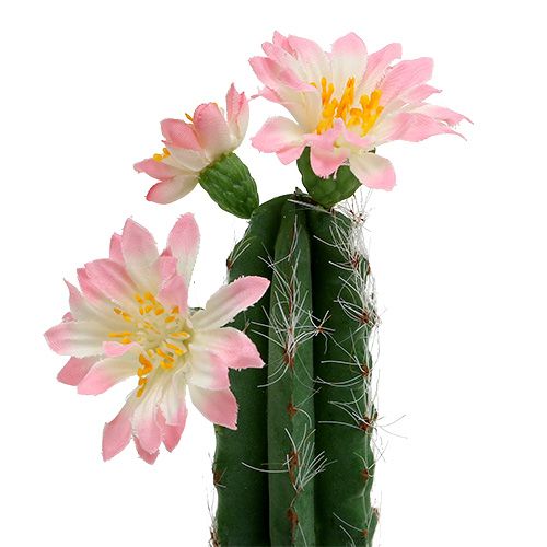 Floristik24 Cactus en pot avec fleur rose H. 21 cm