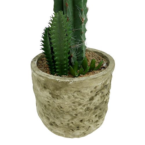 Floristik24 Cactus en pot avec fleur rose H. 21 cm