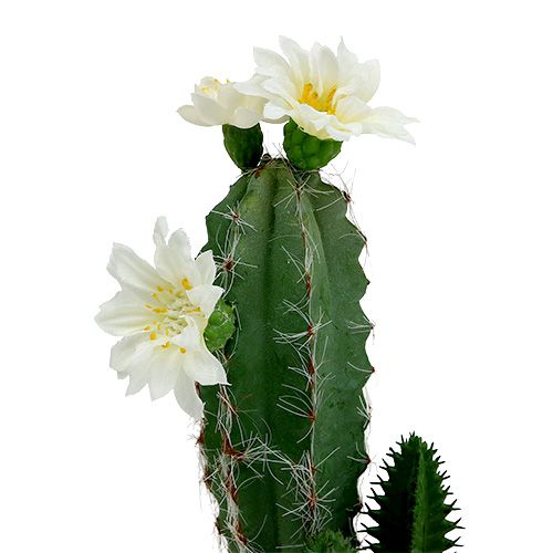 Floristik24 Cactus dans un pot avec fleur 21cm blanc