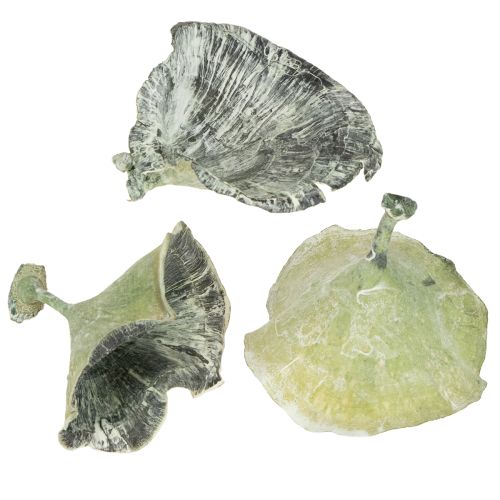 Floristik24 Champignon Kalix vert, blanchi à la chaux, 100 pièces