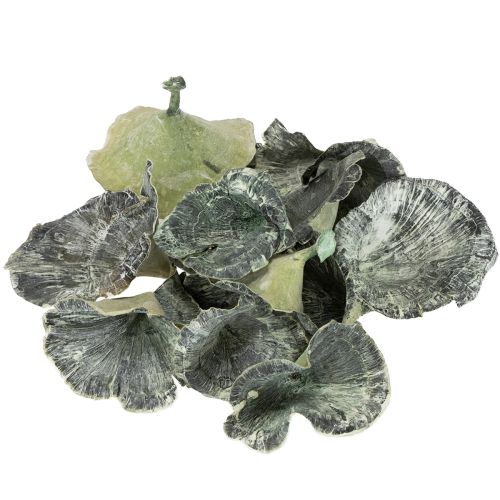Article Champignon Kalix vert, blanchi à la chaux, 100 pièces