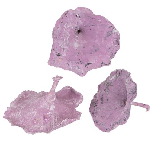 Floristik24 Champignon Kalix violet, blanchi à la chaux, 100 pièces