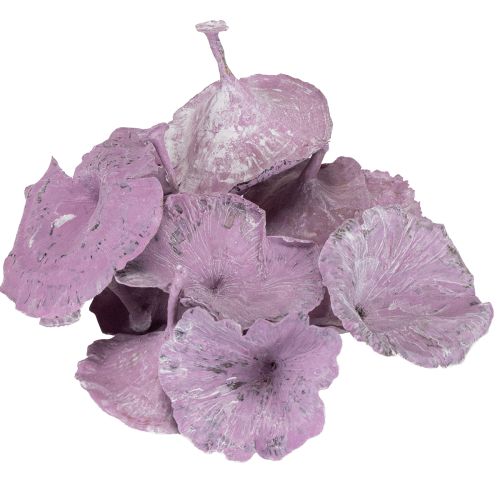 Article Champignon Kalix violet, blanchi à la chaux, 100 pièces