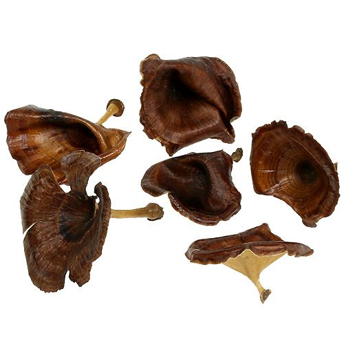 Floristik24 Champignon Kalix Naturel Peint 100pcs