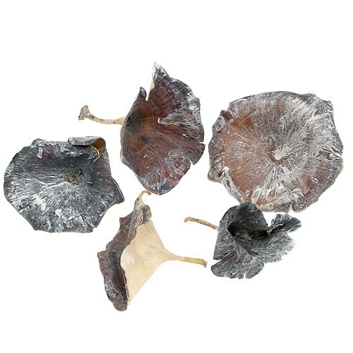 Article Champignon Kalix blanchi à la chaux 100 pcs