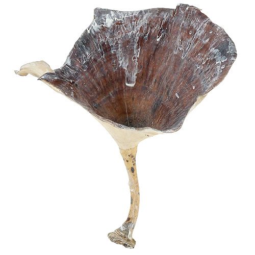 Article Champignon Kalix blanchi à la chaux 100 pcs