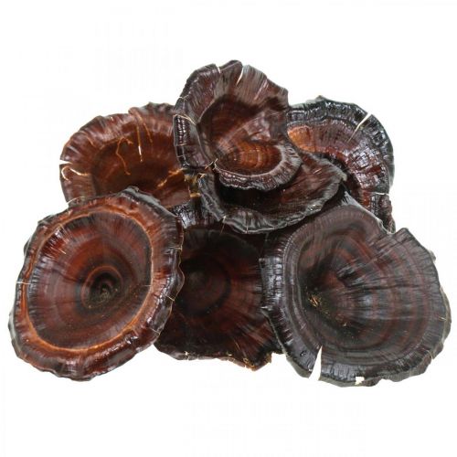 Article Kalix Champignons Champignons Secs Laqués Naturels Décoration Grand 50 pcs