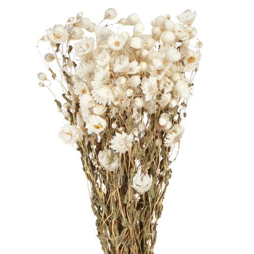 Article Fleurs séchées de camomille Décoration Fleurs Bouquet blanc 65cm 50g