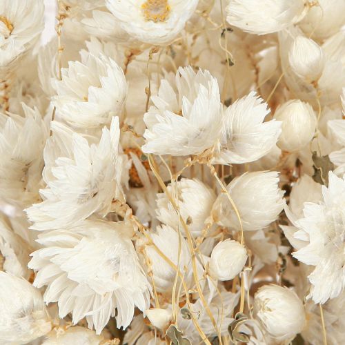 Article Fleurs séchées de camomille Décoration Fleurs Bouquet blanc 65cm 50g