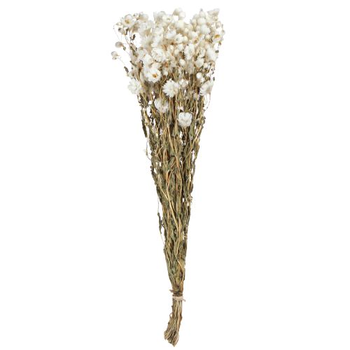Article Fleurs séchées de camomille Décoration Fleurs Bouquet blanc 65cm 50g