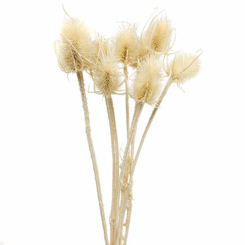 Cardère chardon blanchi 8 pcs