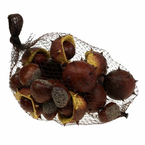 Floristik24 Assortiment de châtaignes décoratives 5,5 cm 24 pcs