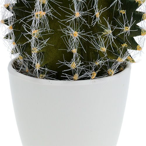 Floristik24 Cactus en pot Vert 14cm