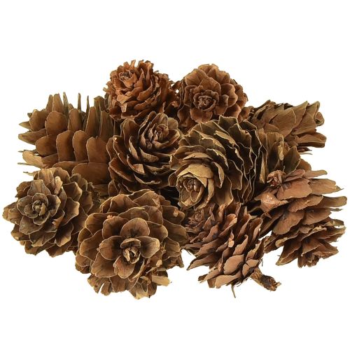 Pommes de pin naturelles petites décorations en filet 2,5-3,5 cm 300 g