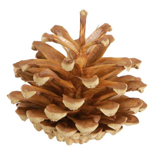 Article Pommes de pin Pin sylvestre Pinus sylvestris H3–5cm 1kg